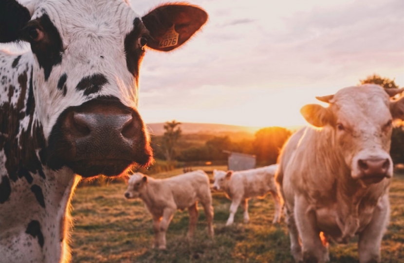 A picture of a herd of Cows in a field